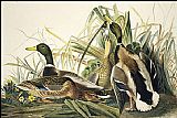 John James Audubon Mallard painting